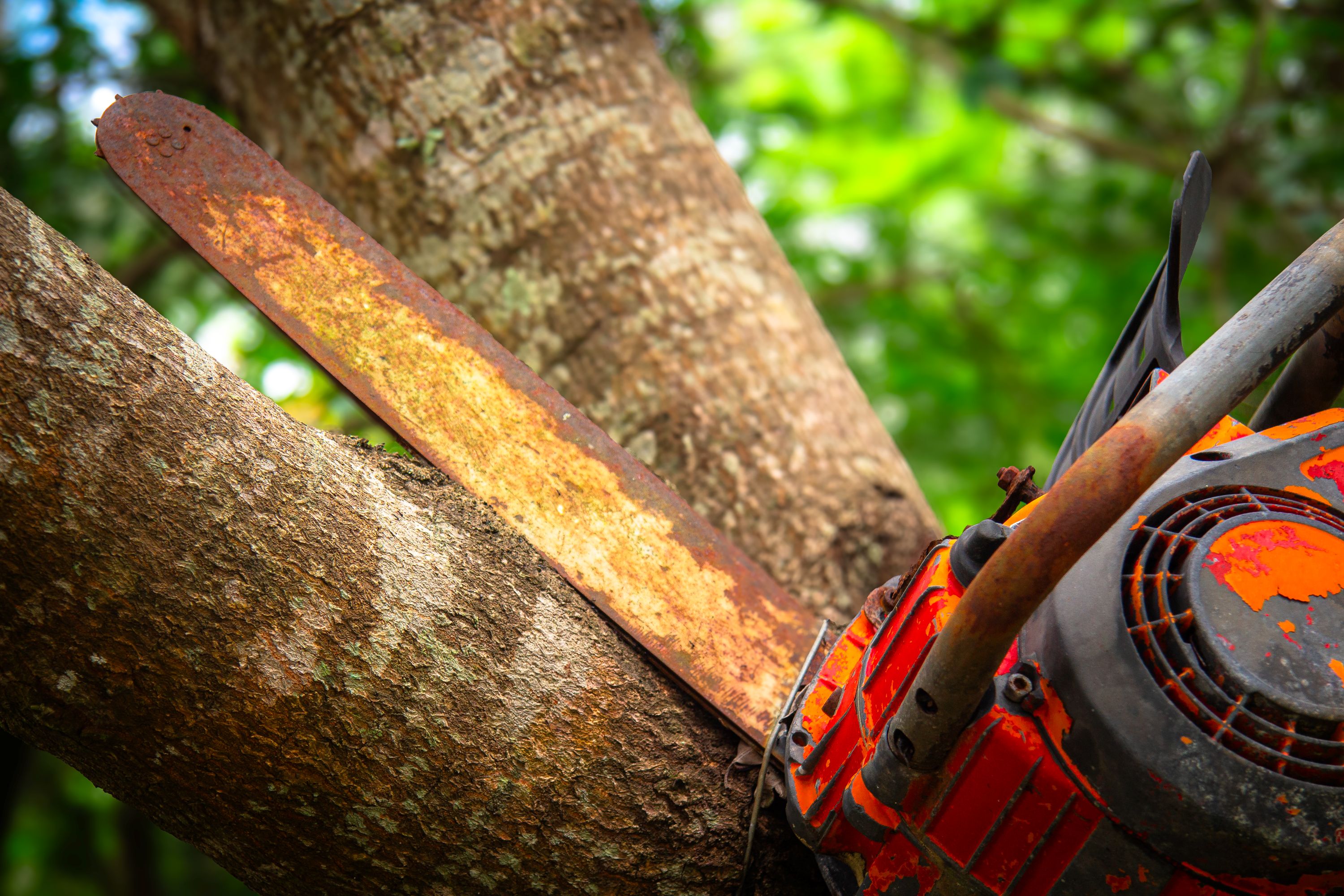 maintaining-healthy-trees-in-webster-fl-through-every-season